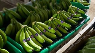 Bunch of raw bananas